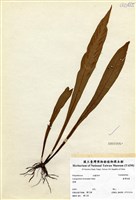 藏品(臺灣劍蕨)的圖片